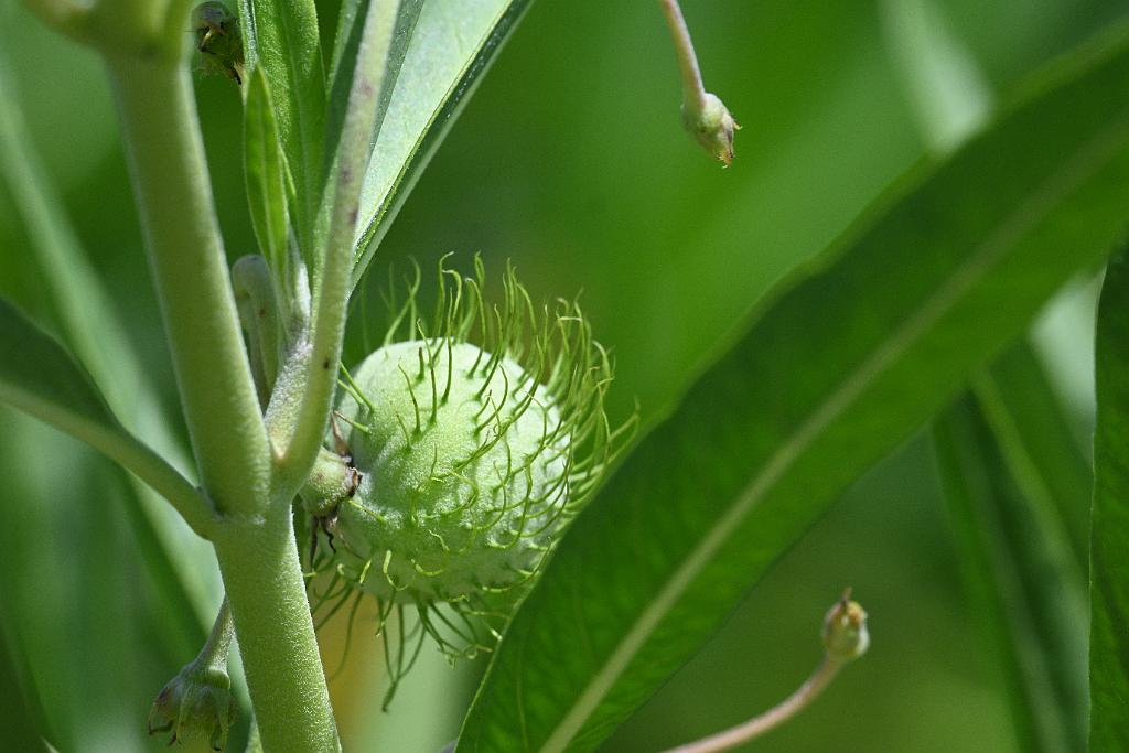 2025-08080076 Tower Hill Botanaic Garden, MA.JPG - Balloon Milkweed (or Hairy Balls Milkweed (Gomphocarpus physocarpus). New England Botanic Garden at Tower Hill, MA, 8-8-2025